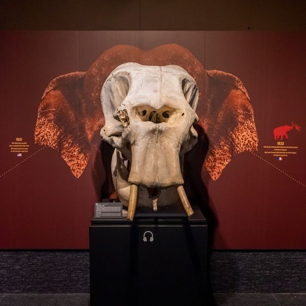 Muséum Genève – Exposition Trésors 200 ans d’histoire naturelle